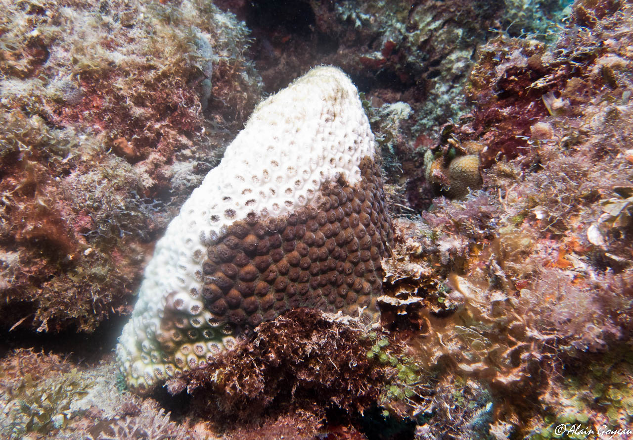 Maladie de la perte de tissu corallien sur un Grand Corail Etoilé.
