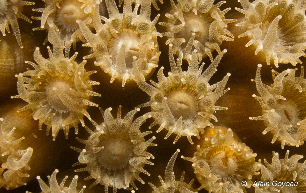 Plongée de nuit en Guadeloupe. Détail des polypes déployés du corail Montastrea cavernosa.