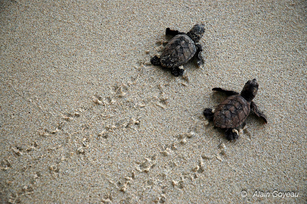 Deux bébés tortues imbriquées regagnent la mer. Biologie Guadeloupe.
