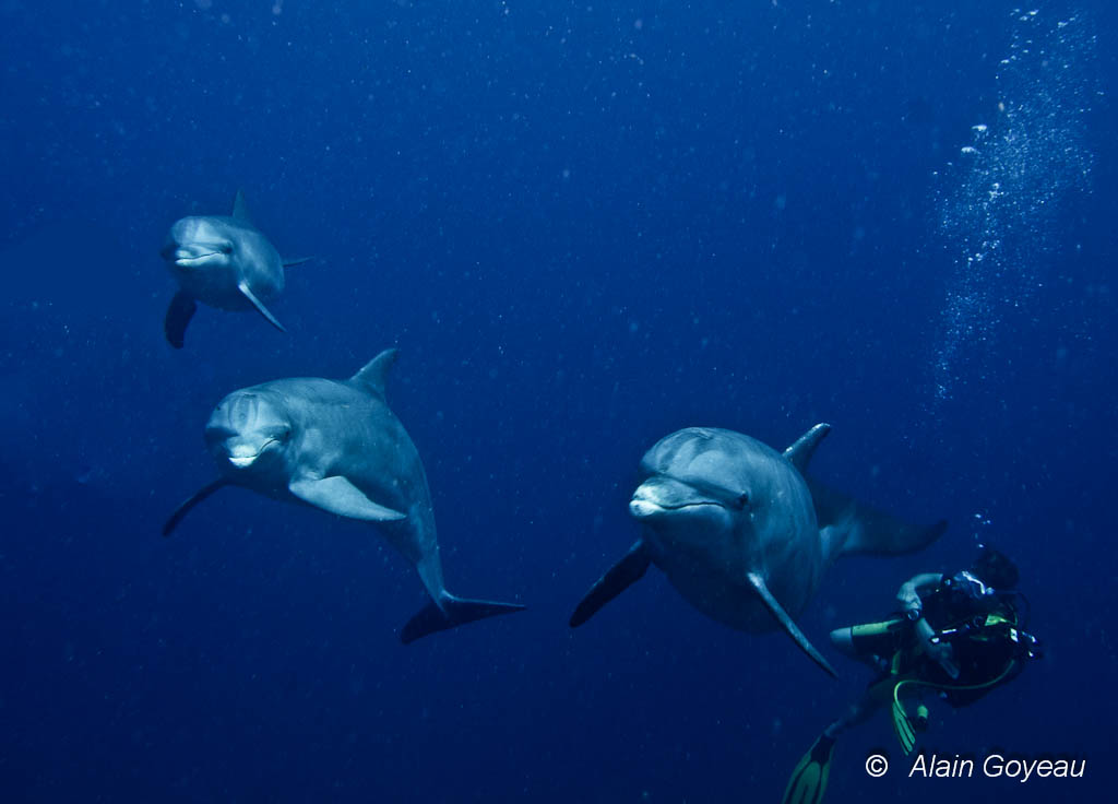 Rencontre en plongée avec des Grands Dauphins une espèce qui fréquente les eaux de Guadeloupe.