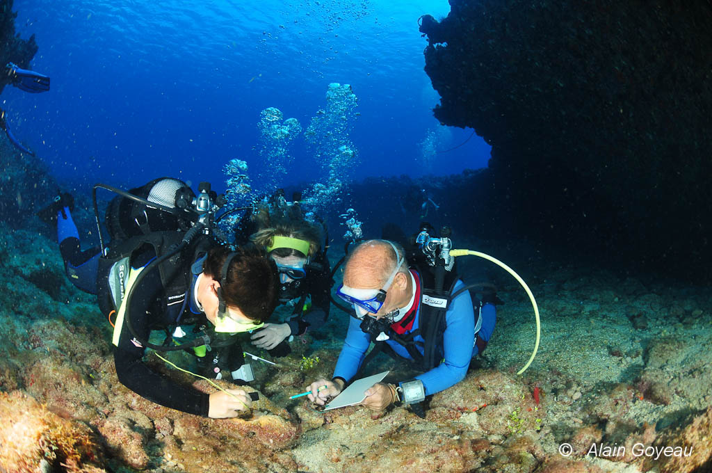 Pendant un  stage de biologie sous-marine en Guadeloupe, les petites bêtes attirent l'attention des stagiaires. Pendant un  stage de biologie sous-marine en Guadeloupe, les petites bêtes attirent l'attention des stagiaires.