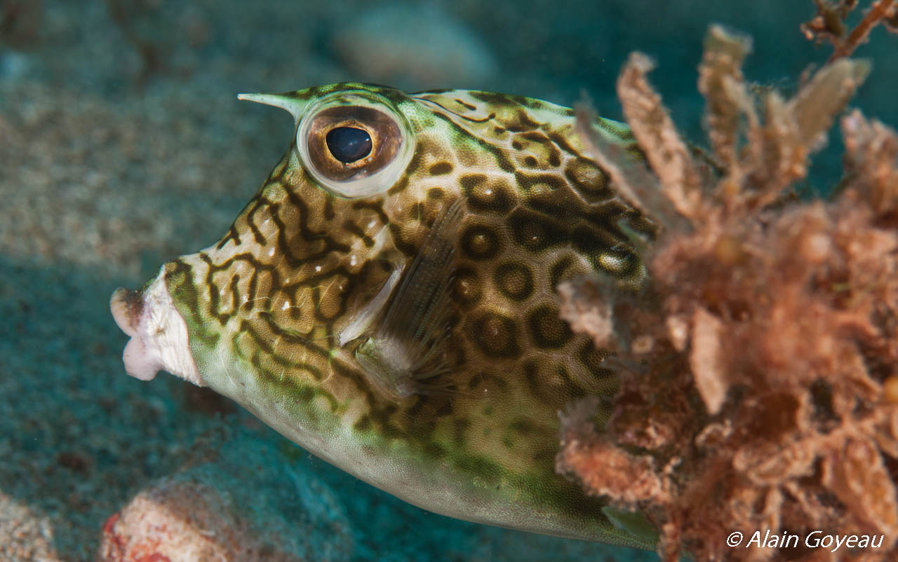 Poisson Coffre. Plongée Biologie Guadeloupe.