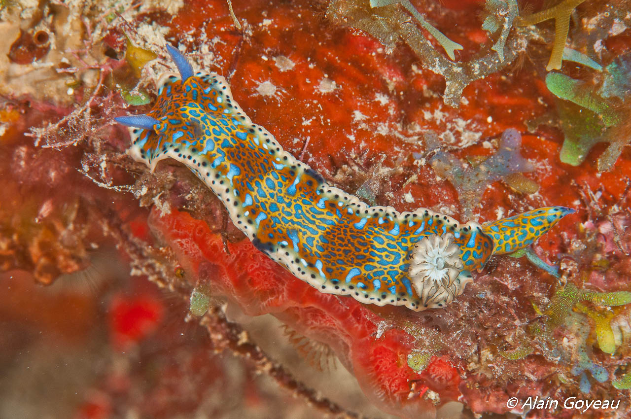 La limace Hypselodoris alaini à été découverte lors de la mission Karubenthos.