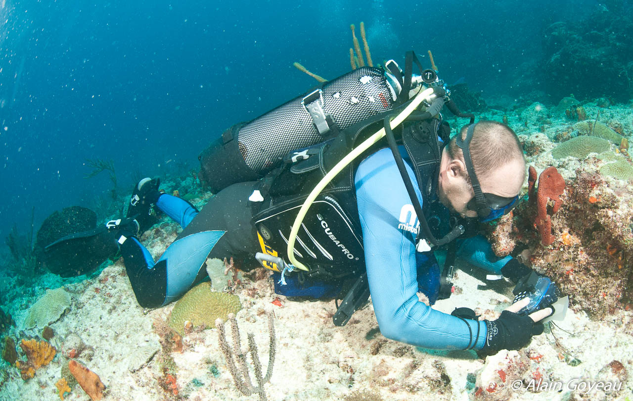 Cueillette des échantillons en plongée sous-marine.