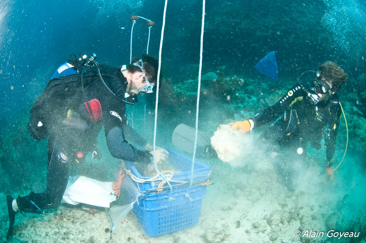 Brossage des cailloux pour récupérer la micro faune qui s'y cache.