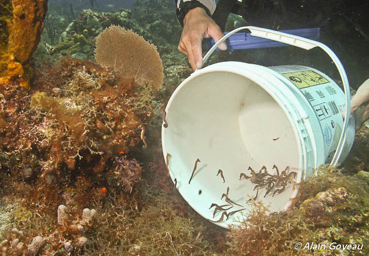 Nos bébés hippocampes nés en aquarium retrouvent leur élément naturel.