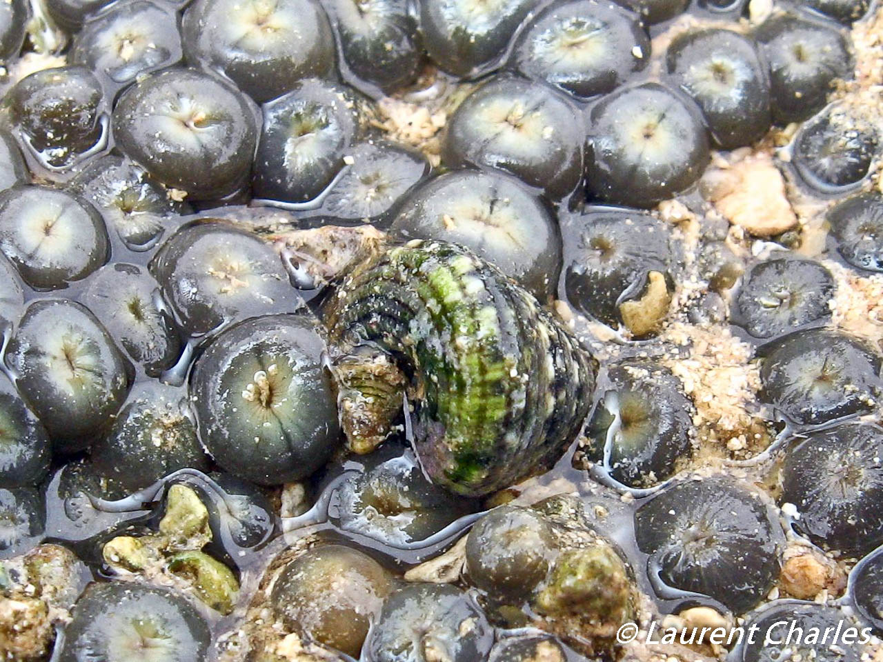 Heliacus cylindricus sur son zoanthaire Zoanthus sp.