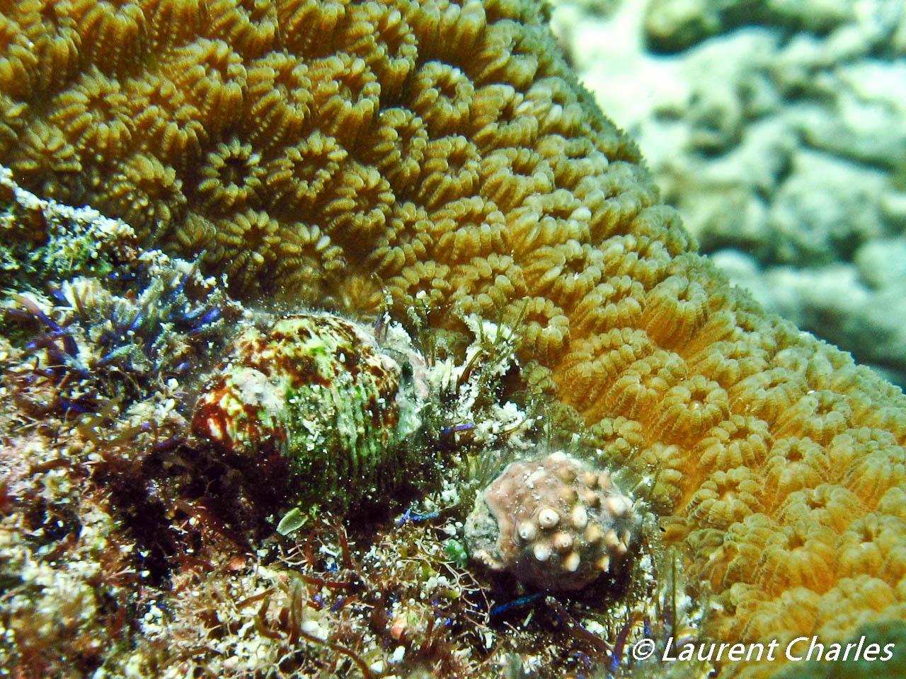 Coralliophila caribaea parasite du corail Montastrea annularis.