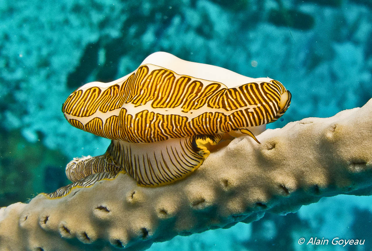 Monaie Caraïbe Sinuée (Cyphoma signatum).