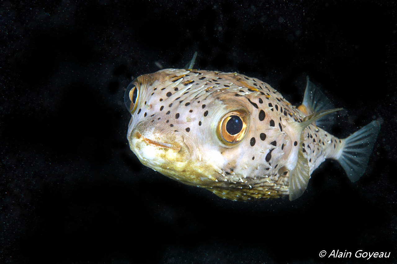 Un Petit Diodon (Diodon holocanthus) photographié en plongée de nuit.