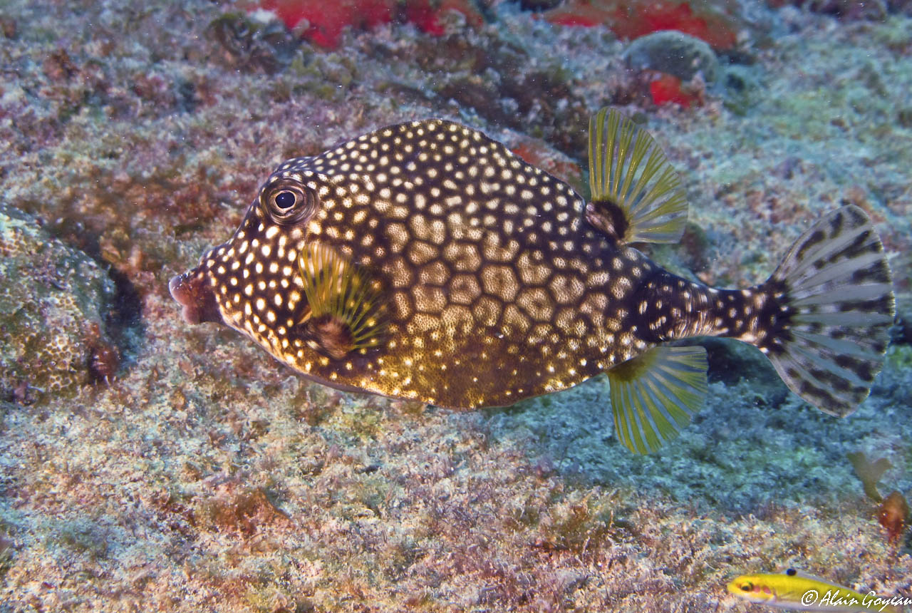 Poisson coffre mouton Guadeloupe