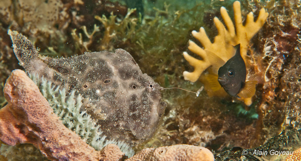 L'antennaire agite son leurre, duppé un poisson Demoiselle s'approche ...