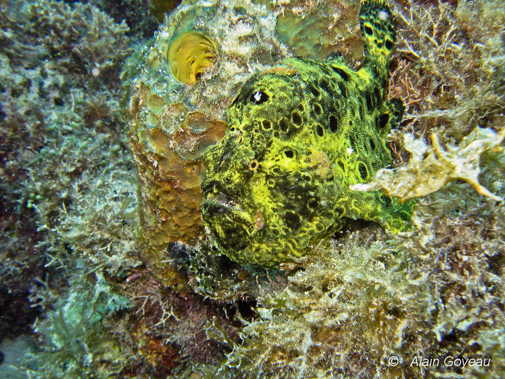 Son camouflage est parfait, le rendant invisible au plongeur néophyte.