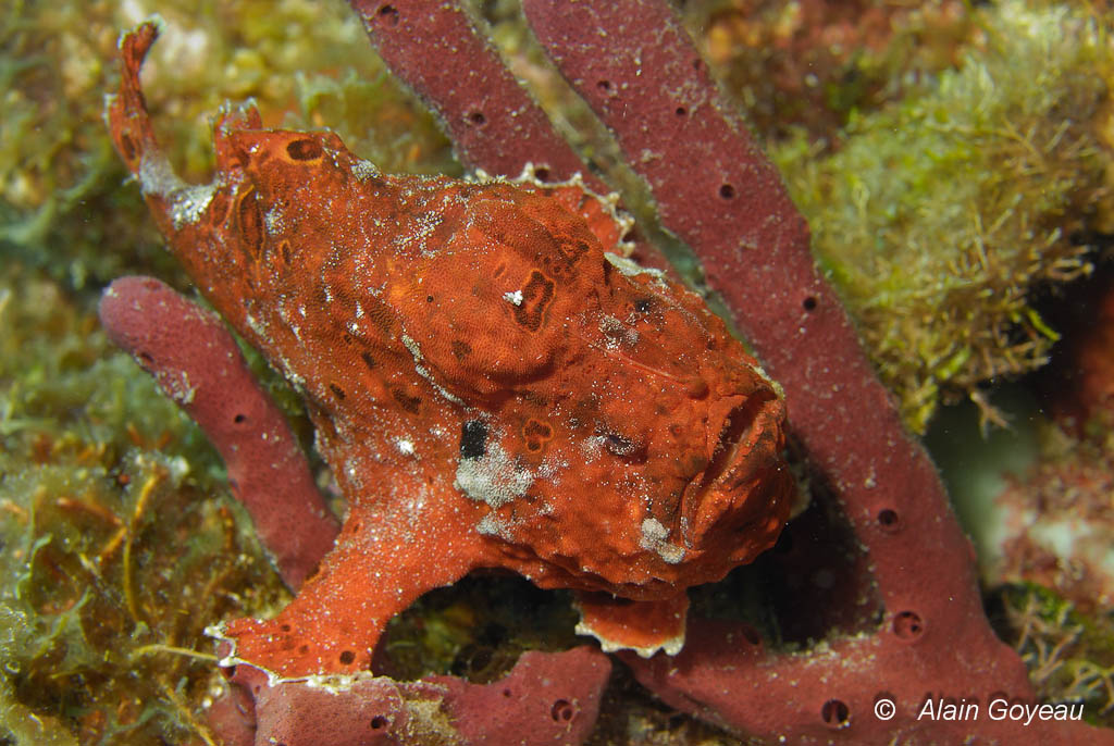 Ce poisson crapaud a pris la teinte de l'éponge corde sur laquelle il se tient.