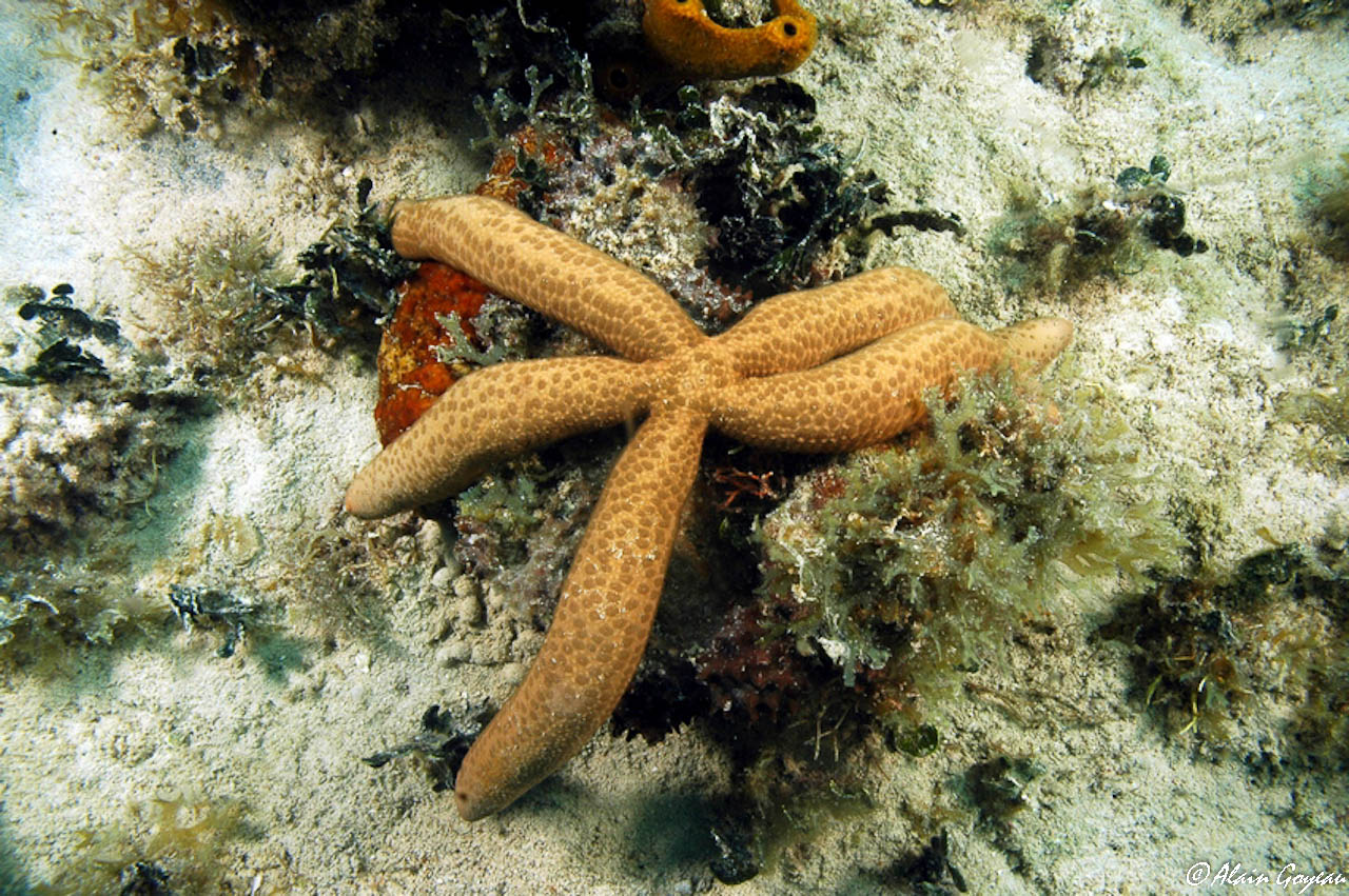 Etoile de Mer Comète.