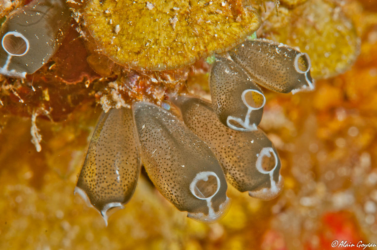 Les Clavellines (Clavellina sp.) reliées par un stolon ont l'apparence du ver.