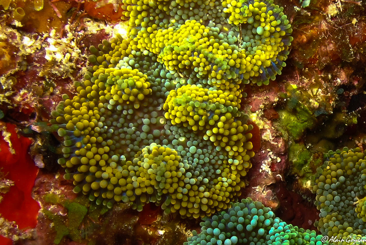 Corallimorphaire de Floride (Ricordea florida).