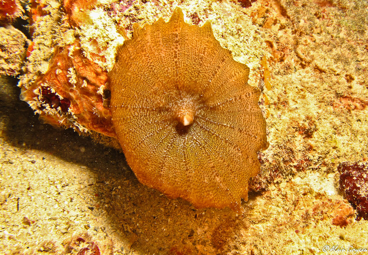 Corallimorphaire Ombrelle  (Discosoma neglecta).