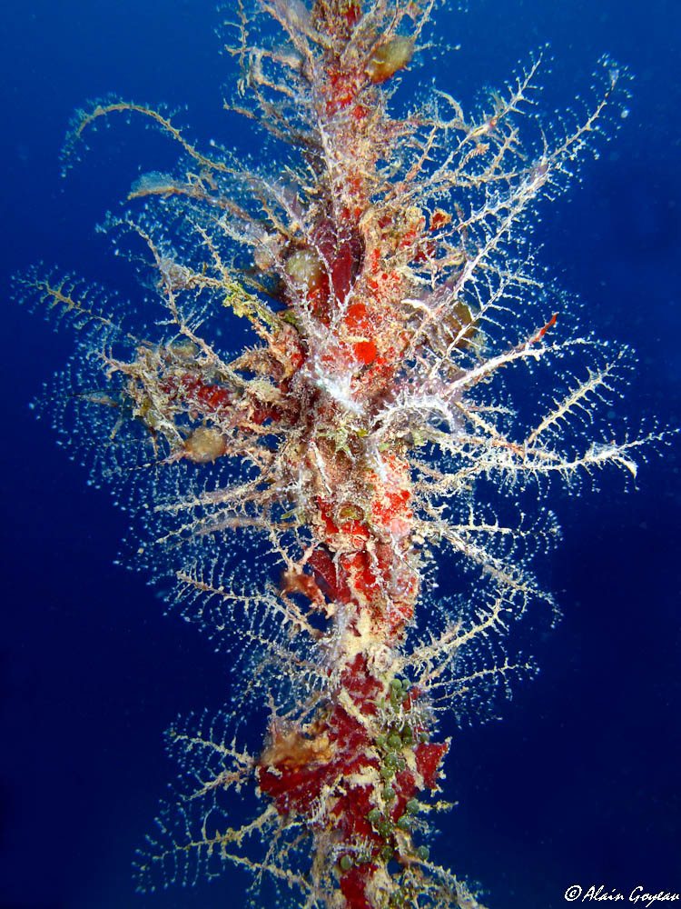 L'Hydraire des Amarres comme sont nom l'indique vit fixé sur de vieux cordages. L'Hydraire des Amarres comme sont nom l'indique vit fixé sur de vieux cordages.