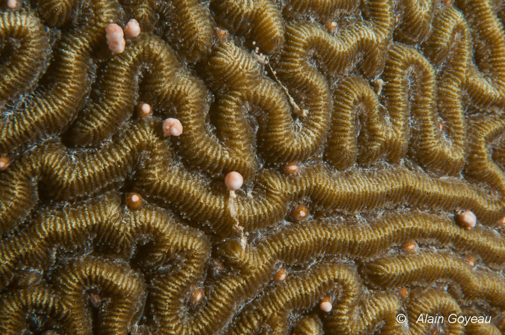 Le Corail-cerveau tient son nom en raison de sa ressemblance à un cerveau humain.