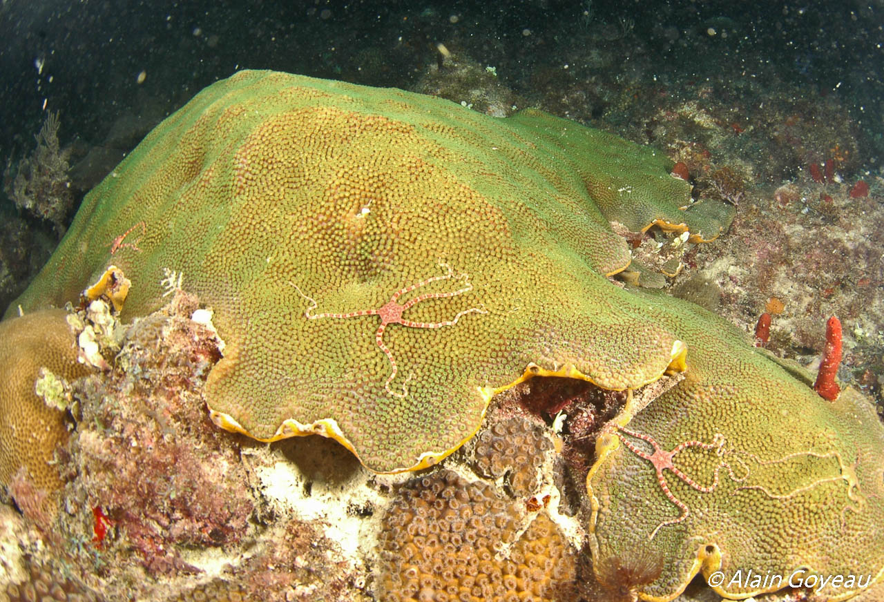 Colonie encroutante en forme de dome de Montrastrea annularis ou Corail-massif étoilé.