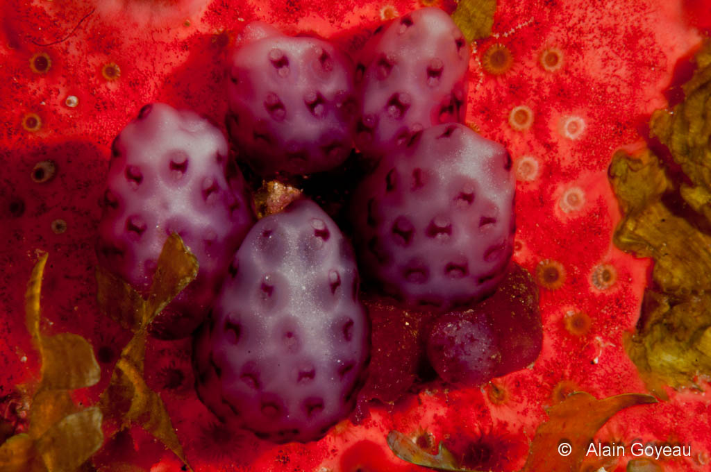 Les deux ouvertures des siphons juxtaposées de cette Ascidie Fraise (Eudistoma sp.) correspondent à un individu. Les deux ouvertures des siphons juxtaposées de cette Ascidie Fraise (Eudistoma sp.) correspondent à un individu.