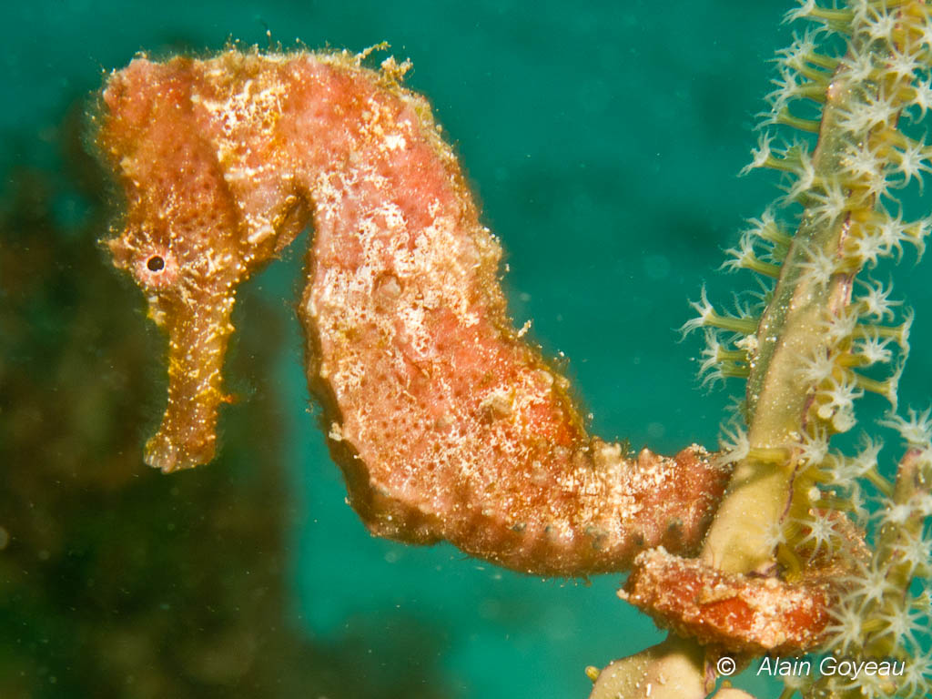 Un hippocampe accroché sur une gorgone se fond dans le décor.
