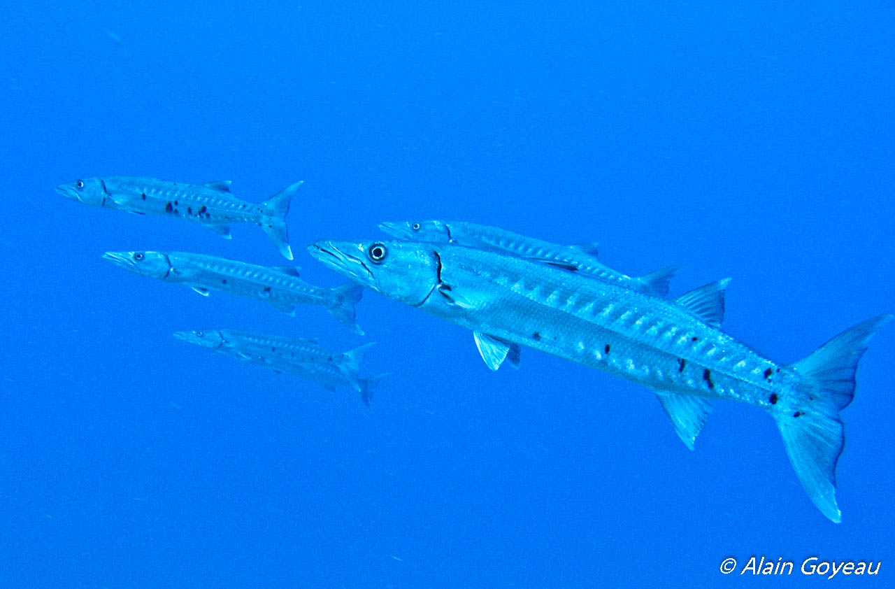 Des Barracudas guettent leur proie dans le courant.