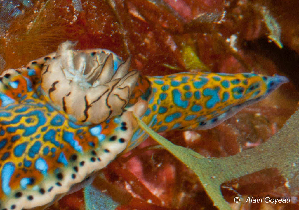 Détail des branchies d'Hypselodoris alaini. Elles sont à l'arrière du corps et sont nues. Une caratéristique des Nudibranches.