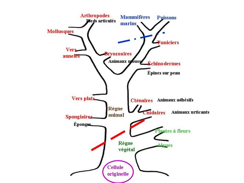 Arbre phylogénétique du règne animal sous-marin. Les mollusques se trouvent en haut de l'arbre.