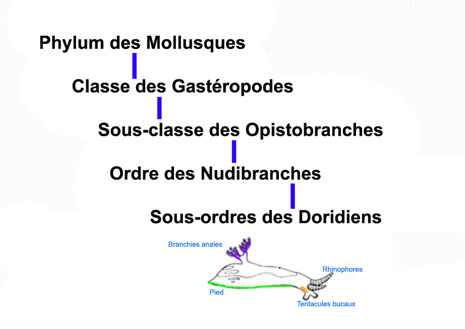 Arbre Phylogénétique de Hypselodoris alaini.
