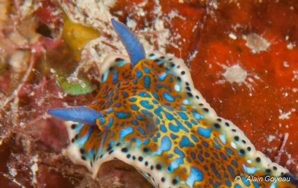 Détail des rhinophores, antennes sensorielles d'Hypselodoris alaini.