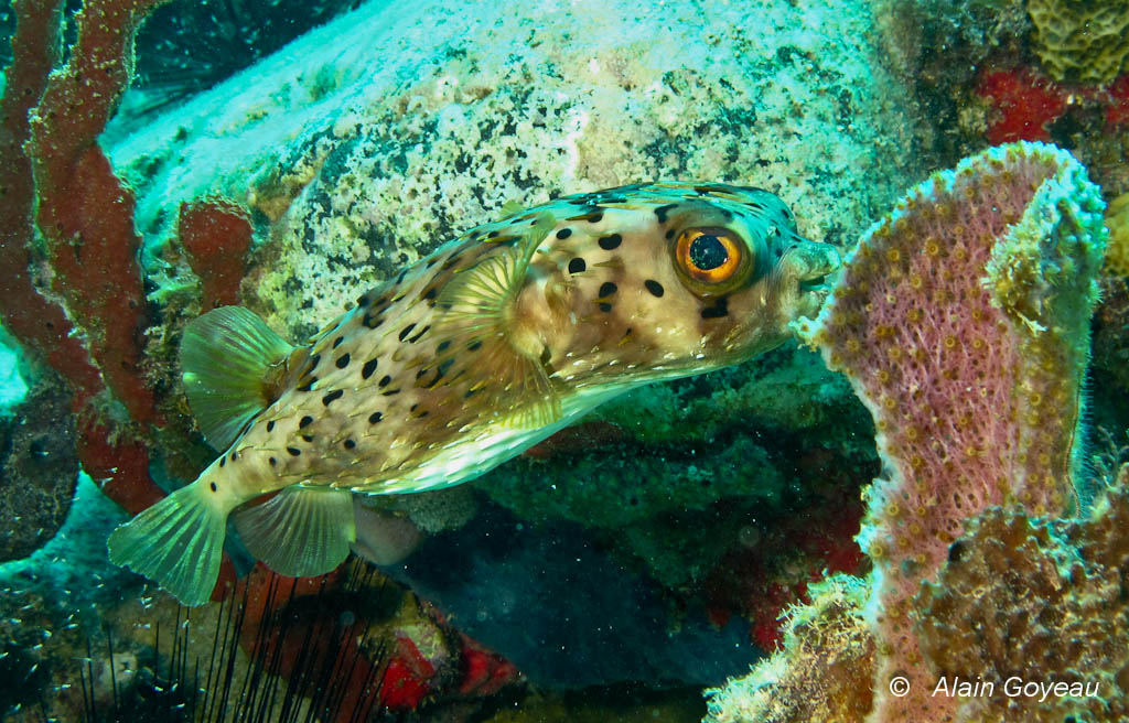 Petit diodon, Pelpète, Poisson armé, Porc-épic brun, Boubou. Un seul nom binominal : Diodon holocanthus.