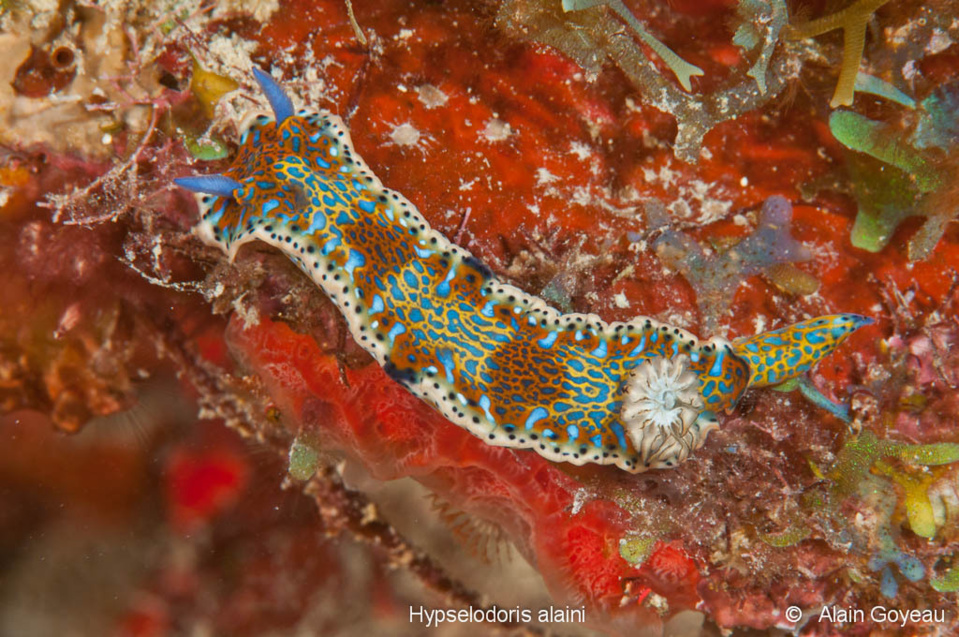 Hypselodoris alaini