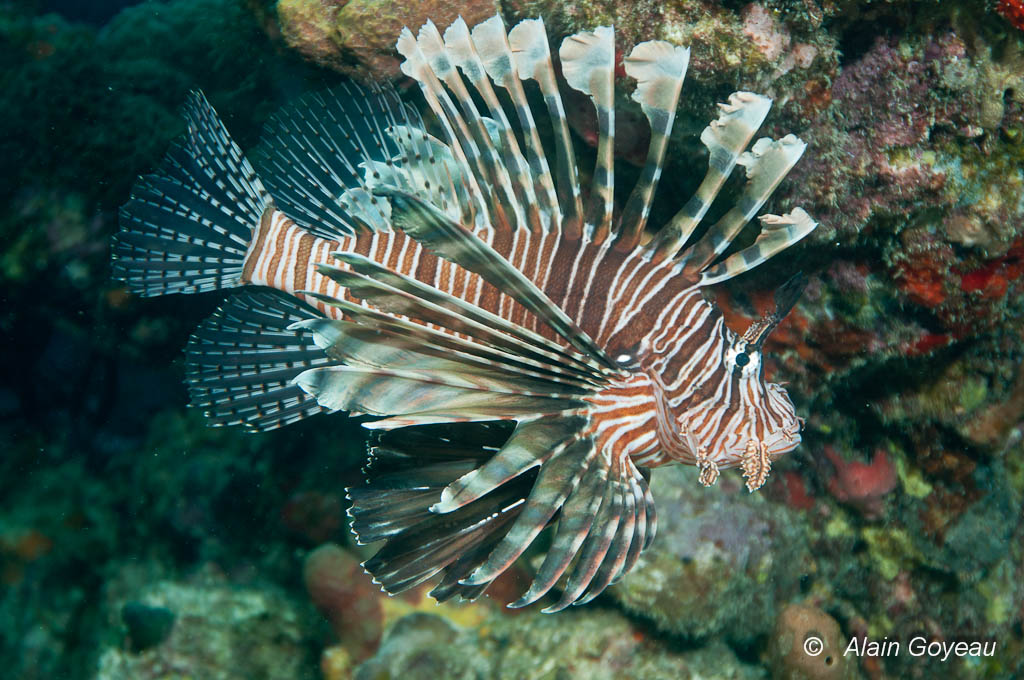 Poisson Lion (Pterois volitan) chasse au dessus du récif.