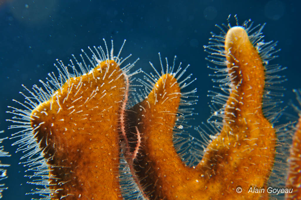 Les "poils" sont en réalité les polypes du Corail de Feu (Millepora alcicornis). Les cellules urticantes (cnidocystes) sont réparties tout le long du polype.