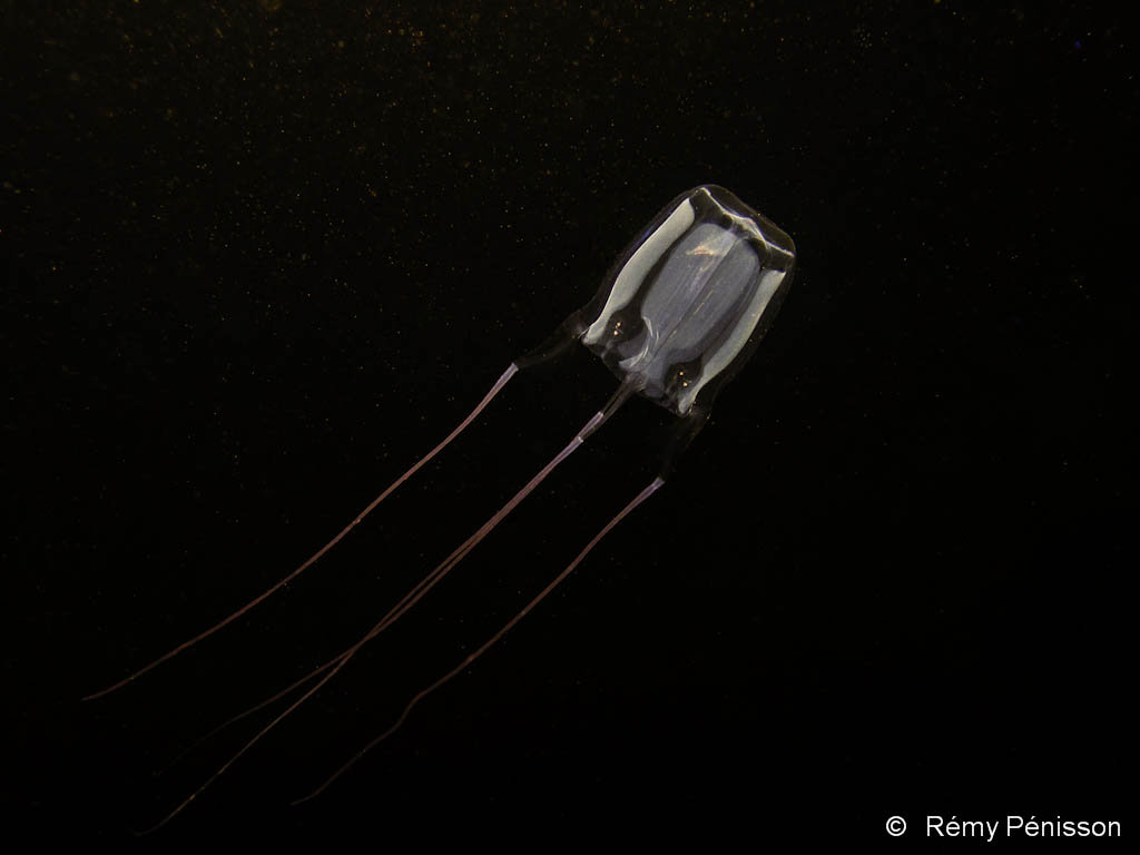 Méduse Guêpe Alata (Carybdea alata).
