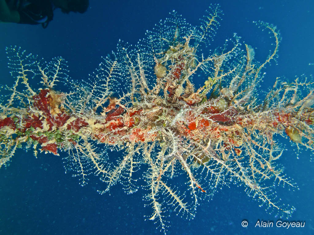 l’Hydraire Arbre de Noël (Halocordyle disticha). On le rencontre sur de vieux cordages.