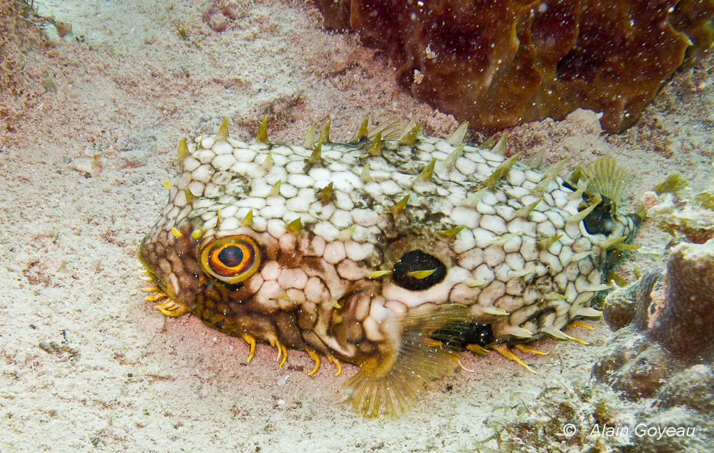 Diodon-araignée. (Chilomycterus antillarum).