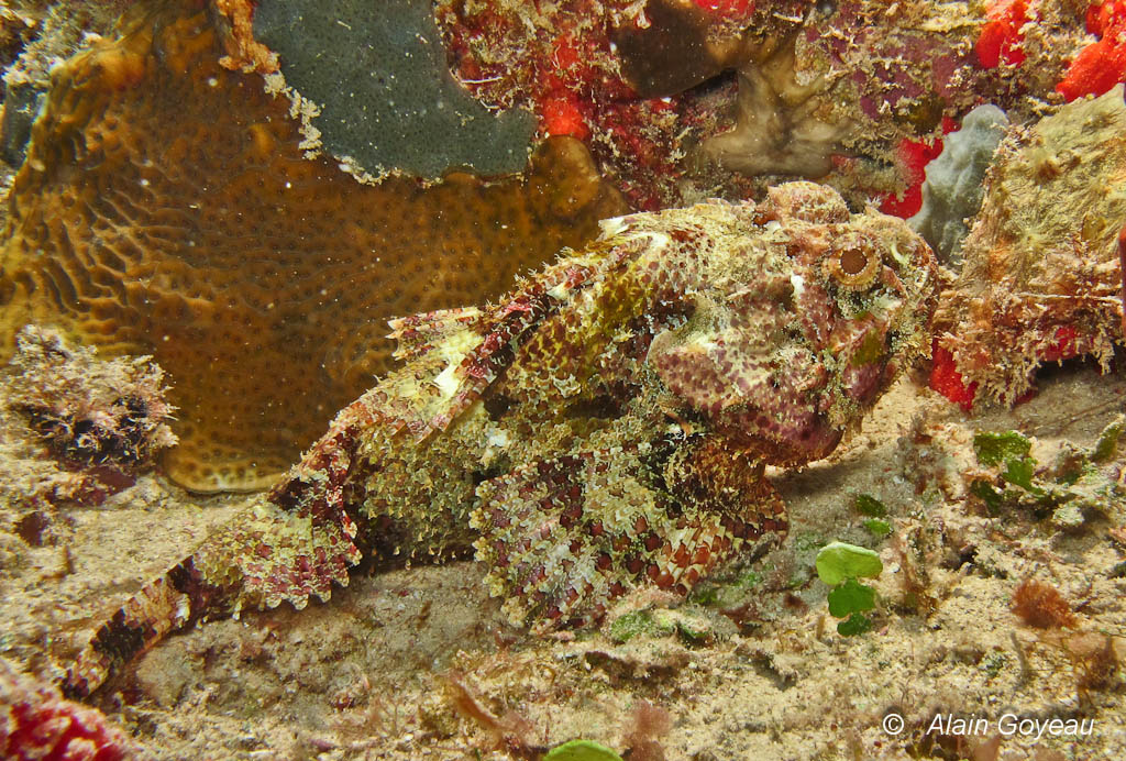 Poisson Vingt-quatre heures (Scorpaena plumieri).