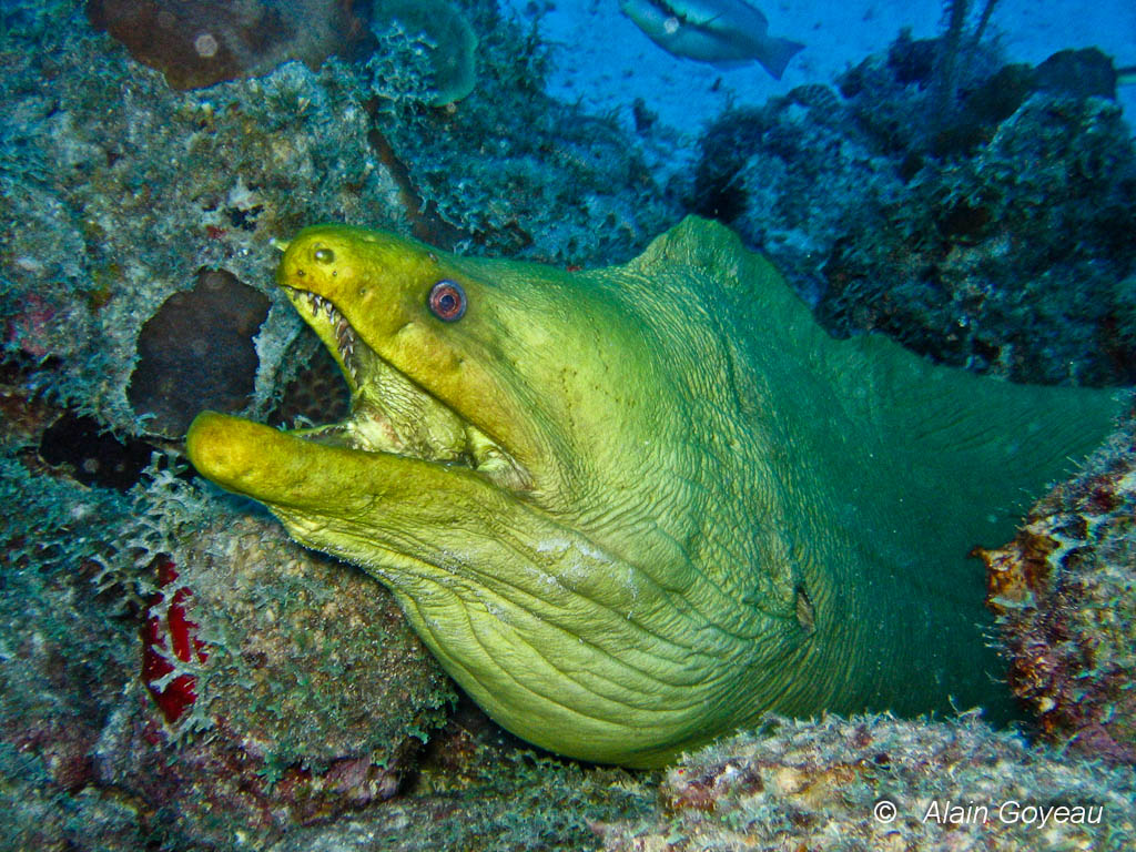 Murène Verte (Gymnothorax funebris).