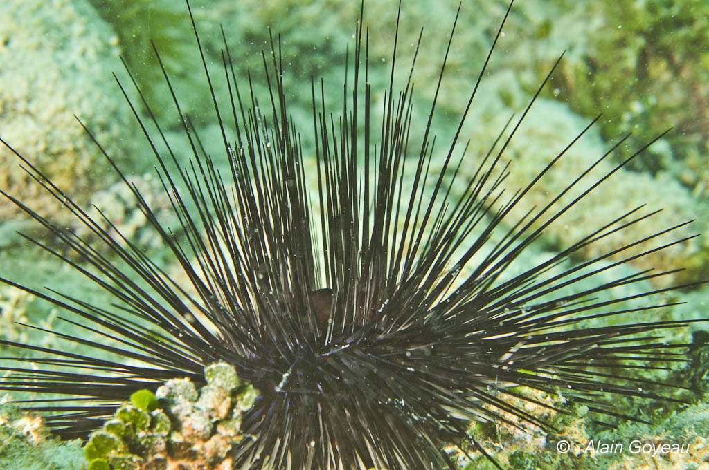Oursin Noir des Antilles (Diadema antillarum).