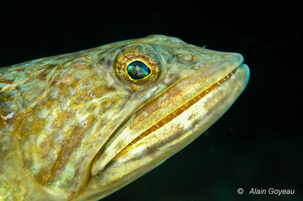 Un Poisson Lézard prend la pose sur un fond noir.