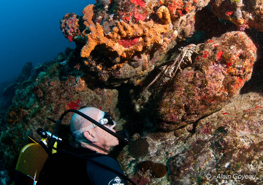 La langouste Royal fait partie des espèces animales sous-marine que vous pouvez rencontrer lors de vos plongées en Guadeloupe.