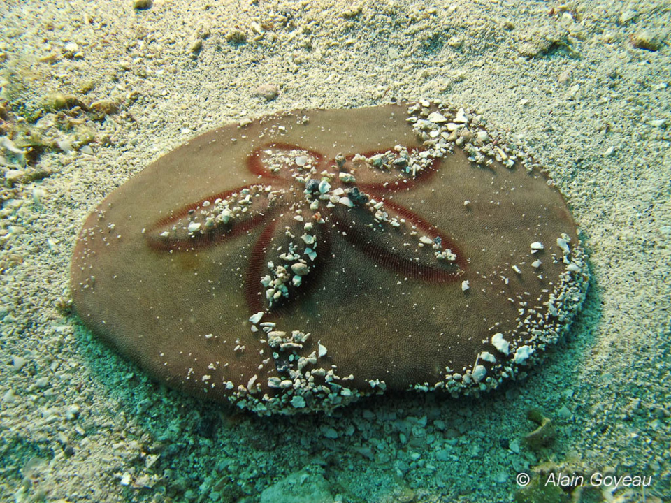 Le Dollar des Sables est un oursin qui se dissimule sous le sable.