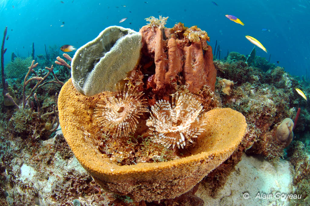 Eponges, coraux, vers, poissons forment une biocénose.
