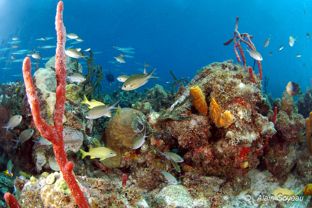 Sous la surface, un enchantement de couleurs.
