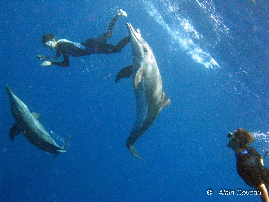 Des Dauphins Sténos très joueurs avec les plongeurs. Plongée Guadeloupe.