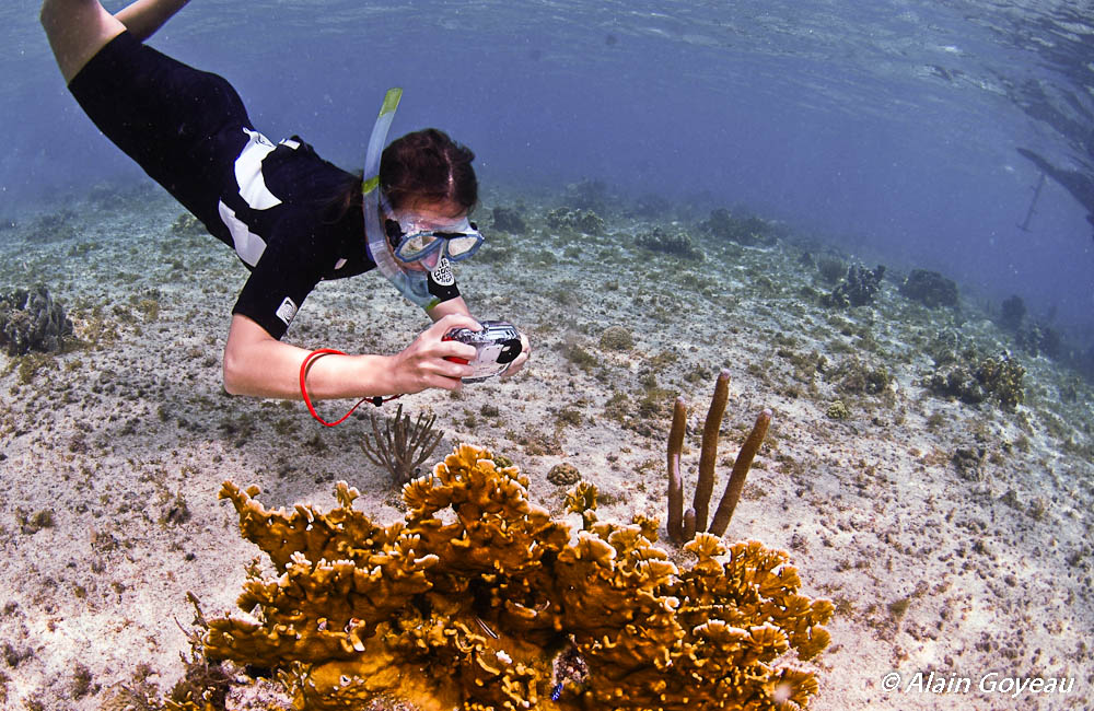 Pendant votre randonnée subaquatique vous pourrez pratiquer la photographie sous-marine.
