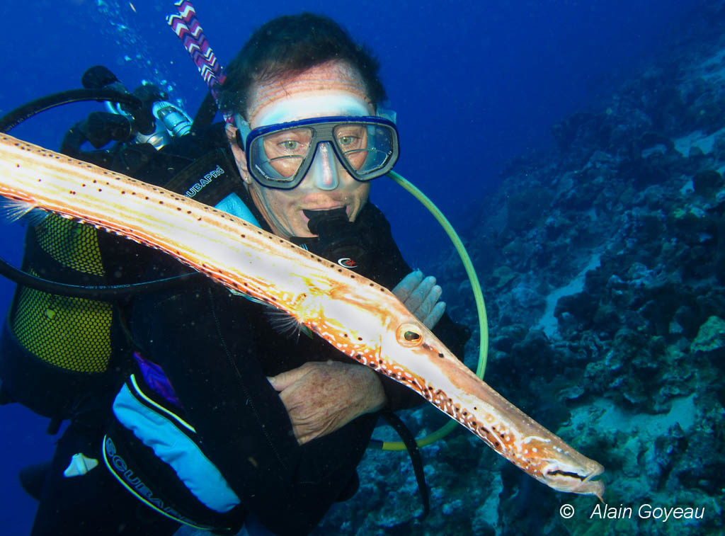 Dans le monde sous-marin, les animaux n'ont pas peur des plongeurs.